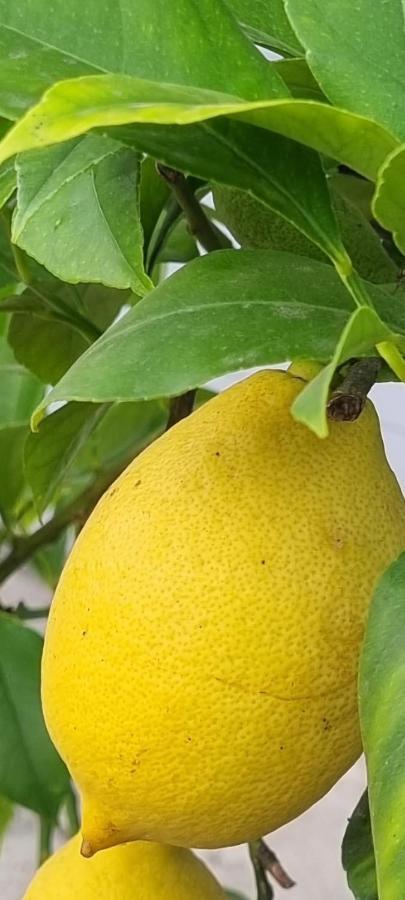 Villa Bravo Podstrana Zewnętrze zdjęcie
